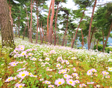 캔디여행사[부산출발]정읍 구절초축제+담양 가마골 단풍 당일여행