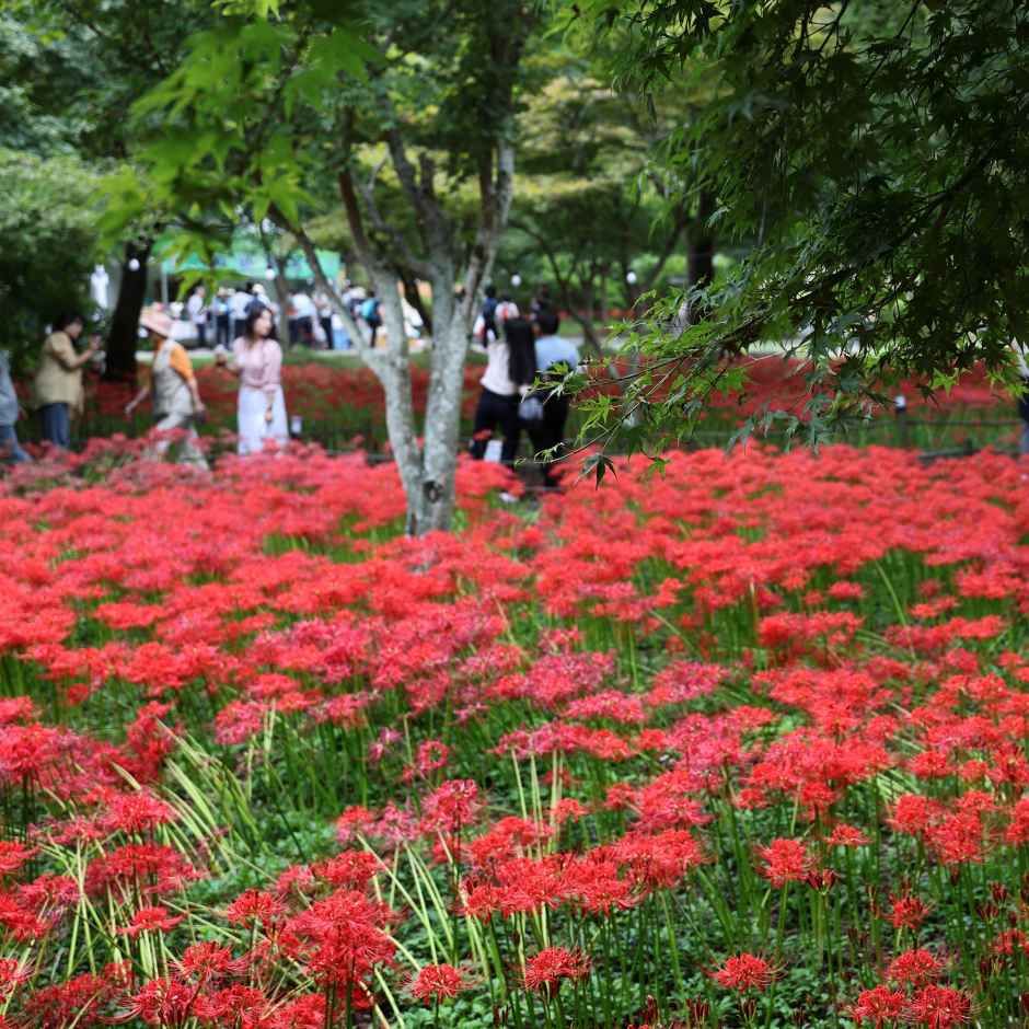 캔디투어[부산경남출발]영광 불갑산 상사화축제 당일 버스여행