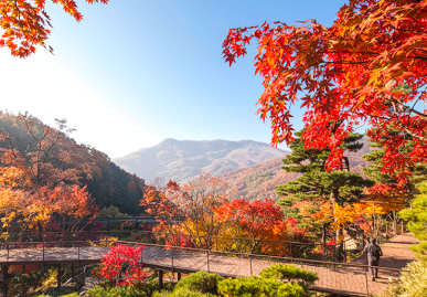 캔디여행사[부산출발]곤지암 화담숲 단풍 당일버스여행
